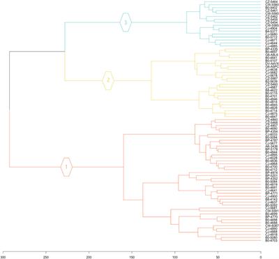 Assessment of the progression of kidney renal clear cell carcinoma using transcriptional profiles revealed new cancer subtypes with variable prognosis